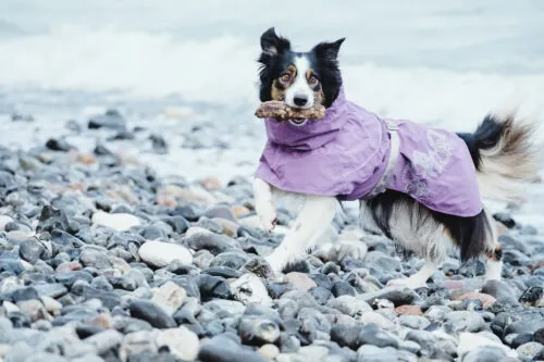 drizzl currant dog.webp
