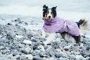 drizzl currant dog.webp