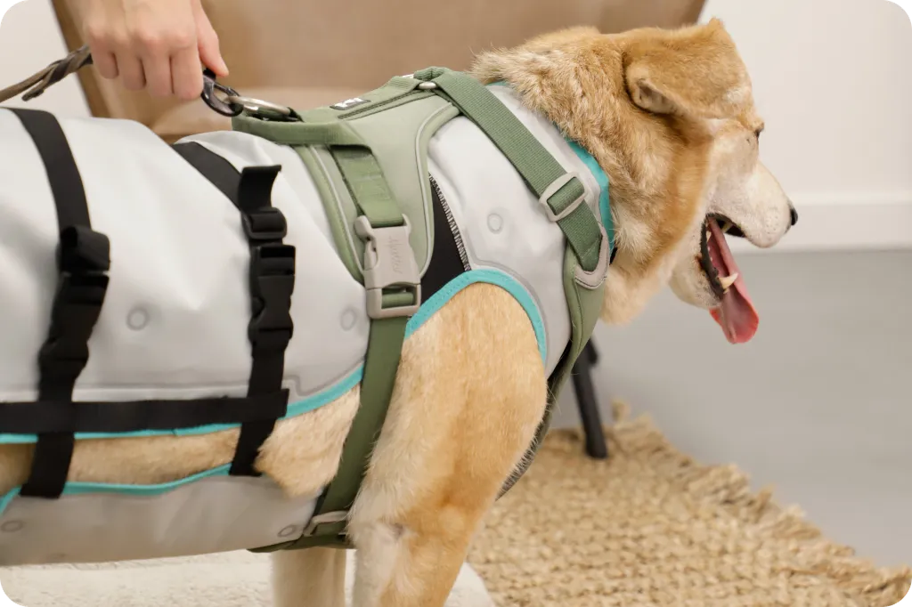 suitical-dry-cooling-vest-dog-harness.webp