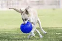 jolly_soccer_ball_blauw_hond.webp