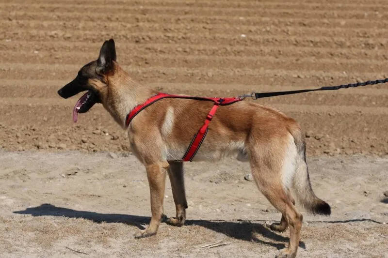 kyflie-otium-harness-live2_All4dogsports-1.webp