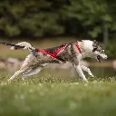 Kyflie-93093_1600.webp