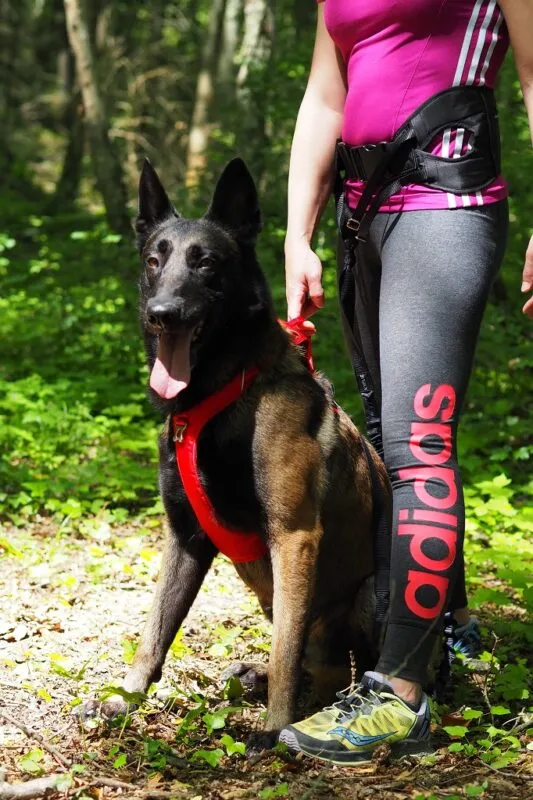kyflie-ludus-belt-live2_All4dogsports-1.webp
