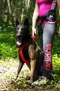 kyflie-ludus-belt-live2_All4dogsports-1.webp