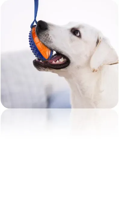NyP5Uq2EoILvtLXtUosW (1).webp