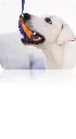 NyP5Uq2EoILvtLXtUosW (1).webp
