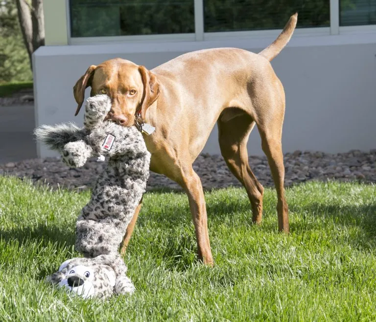 0206075-met-hond--768x659.webp