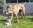 0206075-met-hond--768x659.webp