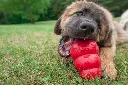 KONGT4E-KONGT3E-KONGT2E-KONGT1E-KONGKXLE-KONGKKE_3.webp
