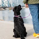 urban-style-collar (5).webp