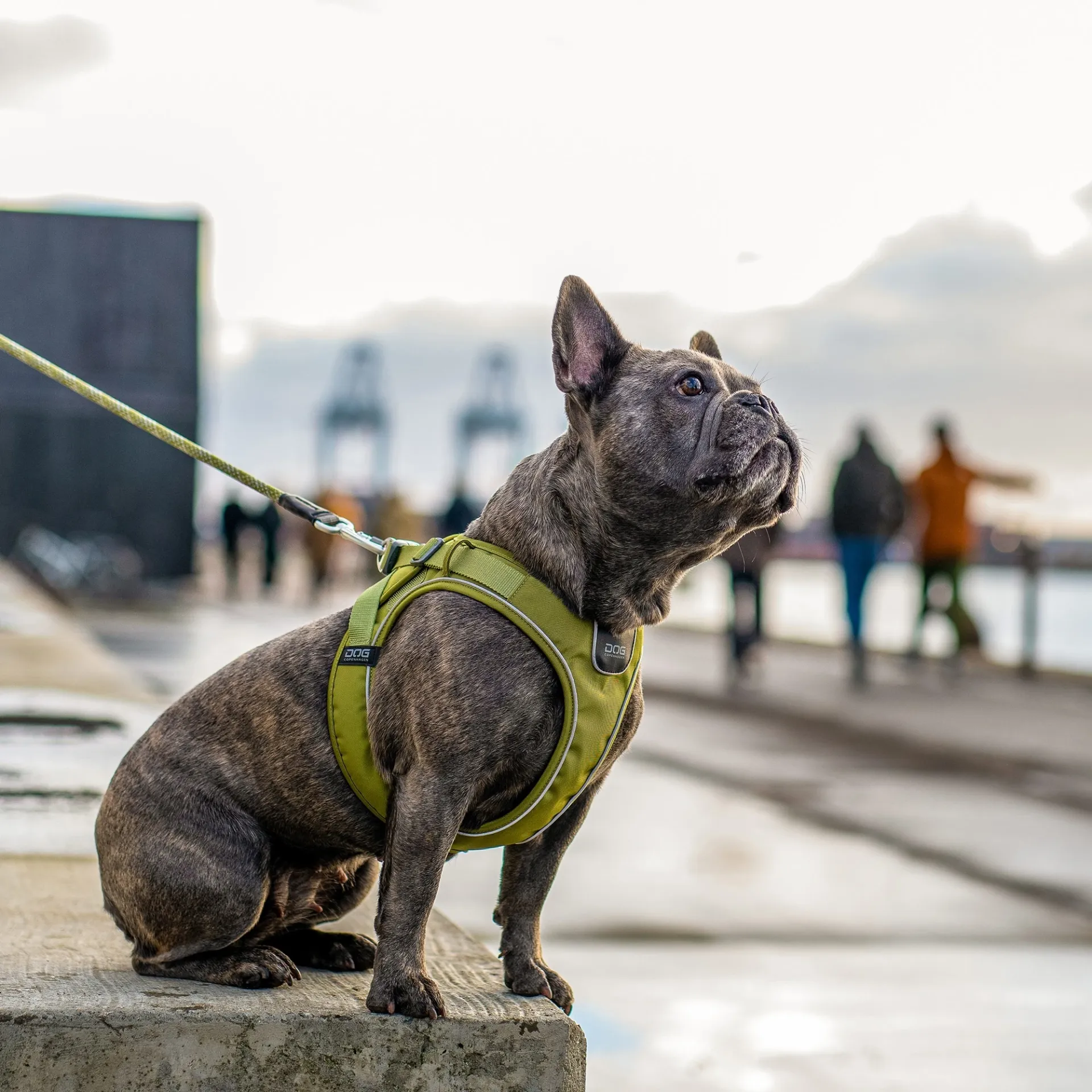 Dog Copenhagen Comfort Walk GO