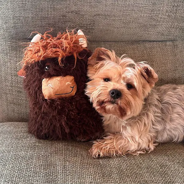 Kong - Comfort Jumbo Highland Cow