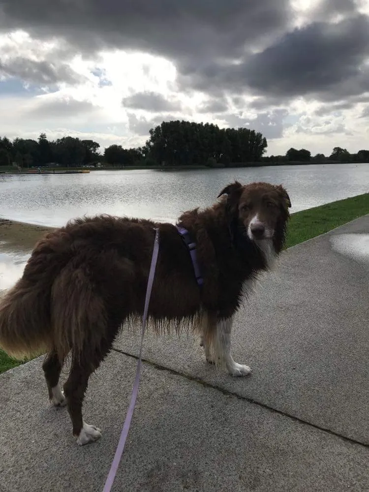 Biothane - Wandel leiband 16mm - 1 kleur