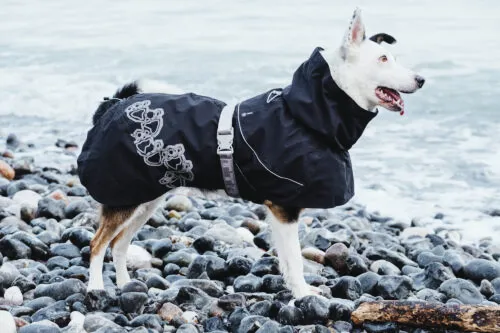 Hurtta Drizzle coat