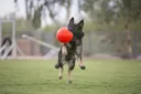 Jolly - Soccer ball