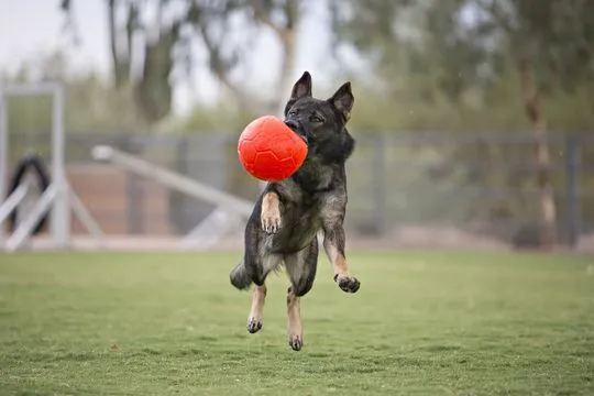Jolly - Soccer ball