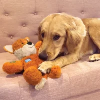 Kong wild knots fox